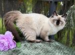 Mars - Siberian Cat For Sale - Melbourne&comma; FL&comma; US