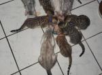 Coconut and Mufasa's litter - Bengal Kitten For Sale - Tallahassee&comma; FL&comma; US