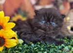 Sapphire's chocolate girl - Exotic Kitten For Sale - Conroe&comma; TX&comma; US