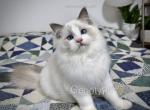 Blotts - Ragdoll Cat For Sale - Tuscaloosa&comma; AL&comma; US