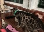 Buck aka Ciaran - Bengal Kitten For Sale - Oklahoma City&comma; OK&comma; US