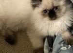 Jazzy - Himalayan Kitten For Sale - Bath&comma; PA&comma; US