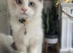 Pick up today 10 week old boy - Ragdoll Cat For Sale - Front Royal&comma; VA&comma; US