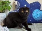 Esenia 1 - Scottish Fold Cat For Sale - Los Angeles&comma; CA&comma; US