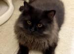 Black Ragdoll Male Kitten - Ragdoll Cat For Sale - Beach Park&comma; IL&comma; US