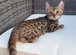 Exotic Leopard Bengal Kitten Arsalan - Bengal Kitten For Sale - Beach Park&comma; IL&comma; US