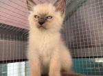 Plankton - Siamese Cat For Sale - Harker Heights&comma; TX&comma; US