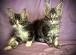 Maine Coon boys - Maine Coon Cat For Sale - Chicago&comma; IL&comma; US