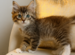 Cincy Ragdolls Dovel - Ragdoll Cat For Sale - Maineville&comma; OH&comma; US