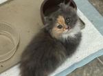 Minuet Dilute Calico - Minuet Kitten For Sale - Iron Station&comma; NC&comma; US