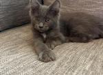 Rain - Maine Coon Cat For Sale - Kansas City&comma; MO&comma; US