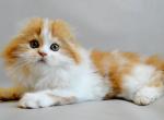 Roxy - Scottish Fold Kitten For Sale - Hollywood&comma; FL&comma; US