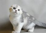 Roberta - Scottish Fold Kitten For Sale - Hollywood&comma; FL&comma; US