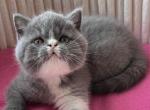 Yasmin - Scottish Straight Kitten For Sale - Hollywood&comma; FL&comma; US