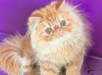 Smurfik - Persian Cat For Sale - Hollywood&comma; FL&comma; US