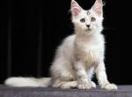 Hermes - Maine Coon Cat For Sale - Miami&comma; FL&comma; US