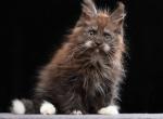 Kolobock - Maine Coon Cat For Sale - Miami&comma; FL&comma; US