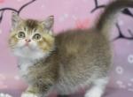 Stephen - Minuet Kitten For Sale - Pembroke Pines&comma; FL&comma; US