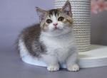 Simon - Minuet Kitten For Sale - Pembroke Pines&comma; FL&comma; US