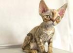 Alja - Devon Rex Cat For Sale - Norwalk&comma; CT&comma; US