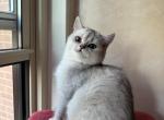 Nona - British Shorthair Cat For Sale - Brooklyn&comma; NY&comma; US
