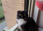 Princes - Scottish Fold Cat For Sale - Brooklyn&comma; NY&comma; US