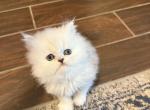 Upcoming Litter CFA Registered Shaded Silver - Persian Kitten For Sale - 
