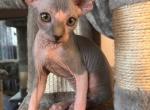 Bicolored Female 5 - Sphynx Cat For Sale - Ewing&comma; NJ&comma; US