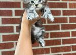 Norma Jean - Maine Coon Cat For Sale - Kansas City&comma; MO&comma; US