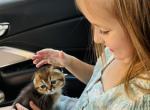 Lesya - Scottish Fold Kitten For Sale - Bergenfield&comma; NJ&comma; US