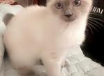 Sekoo - Siamese Cat For Sale - Burlington&comma; MA&comma; US