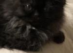 Onyx - Persian Kitten For Sale - Bath&comma; PA&comma; US