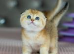 Sunny - Scottish Fold Kitten For Sale - Bensalem&comma; PA&comma; US
