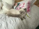 Charlie - Himalayan Kitten For Sale - Midland&comma; NC&comma; US