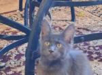 Georgie male polydactyl - Maine Coon Cat For Sale - Crestview&comma; FL&comma; US