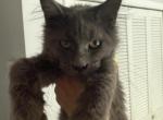 Jasmin - Maine Coon Kitten For Sale - Hollywood&comma; FL&comma; US