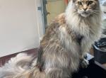 Fortunata - Maine Coon Cat For Sale - 
