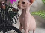 Simbo - Sphynx Cat For Sale - Mundelein&comma; IL&comma; US
