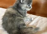 CFA registered Blue Torbie Tabby female - Maine Coon Kitten For Sale - Marshalltown&comma; IA&comma; US