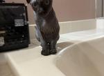 Blacky - Sphynx Cat For Sale - Chicago&comma; IL&comma; US