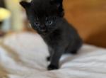 CFA registered black male - Maine Coon Kitten For Sale - Marshalltown&comma; IA&comma; US