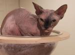 Bagira - Sphynx Cat For Sale/Retired Breeding - Mundelein&comma; IL&comma; US