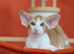 Samantha - Oriental Cat For Sale - Brooklyn&comma; NY&comma; US