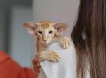 Ginger - Oriental Cat For Sale - Brooklyn&comma; NY&comma; US