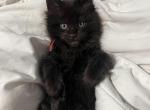 Purebred Maine Coon Draco - Maine Coon Kitten For Sale - St&period; Louis&comma; MO&comma; US