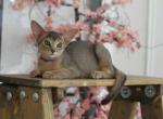 Marko - Abyssinian Kitten For Sale - Brooklyn&comma; NY&comma; US