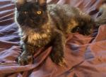 Purebred Maine Coon kitten Cade - Maine Coon Cat For Sale - St&period; Louis&comma; MO&comma; US