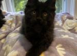 Purebred Maine coon Draven - Maine Coon Kitten For Sale - St&period; Louis&comma; MO&comma; US
