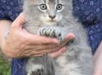 Adorable Blue Poly Male - Maine Coon Kitten For Sale - Souderton&comma; PA&comma; US