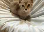 Munchkin Baby - Munchkin Kitten For Sale - FL&comma; US